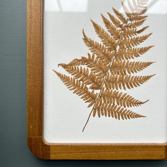 Pressed Fern in Wood Frame - Picture 2 of 3